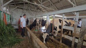 Kementan Dukung Program P2SP, KUD Bayongbong Dongkrak Produksi Susu Dari 8  Liter ke 25 Liter!